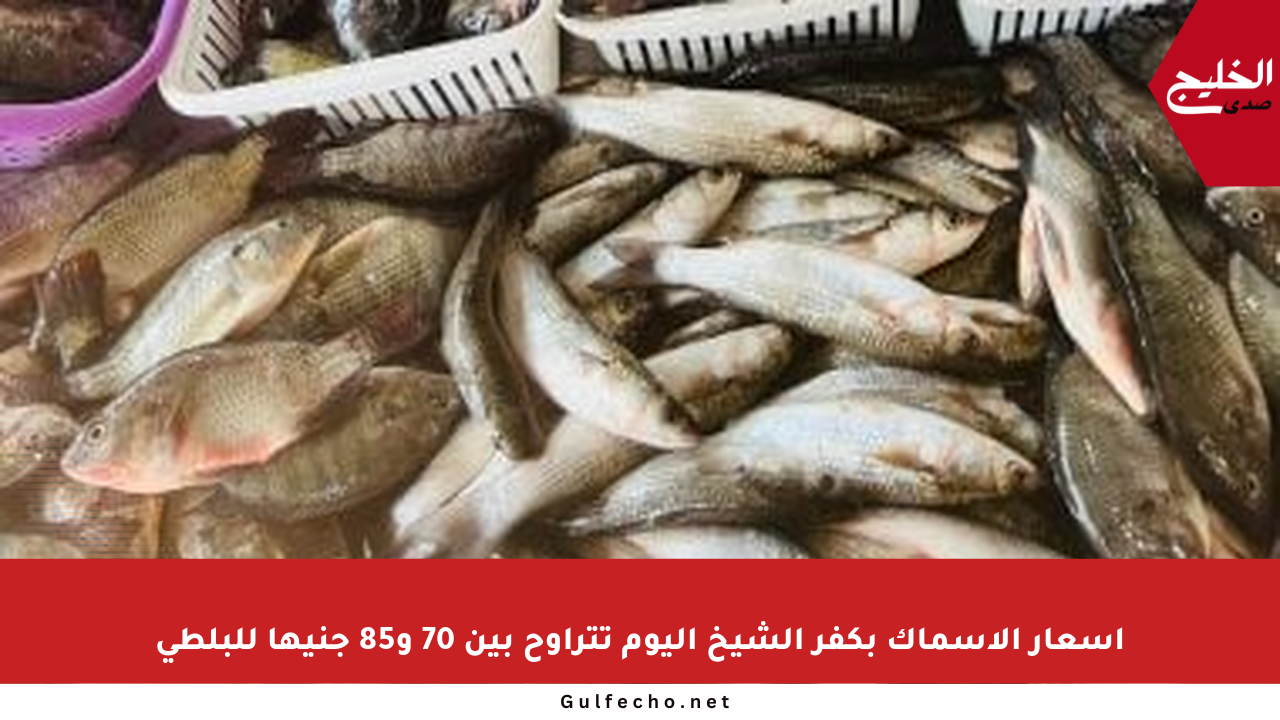 أسعار الأسماك بكفر الشيخ اليوم تتراوح بين 70 و85 جنيها للبلطي